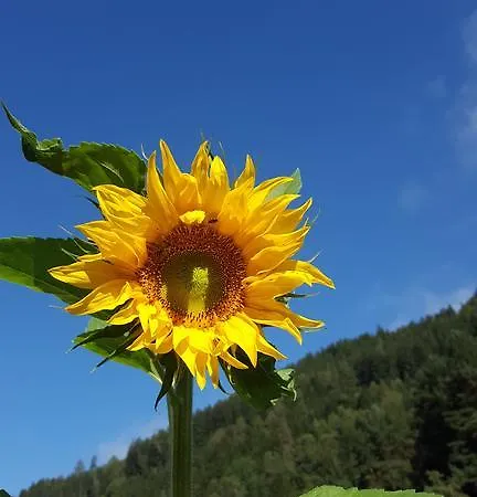 Lägenhet Trinker - Lungau Karte Inklusive